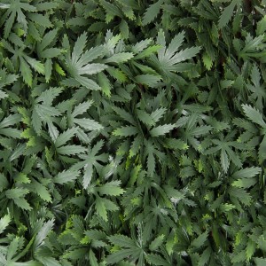 Foglie verdi t.b.t. come frangivista o per decorare il giardino.