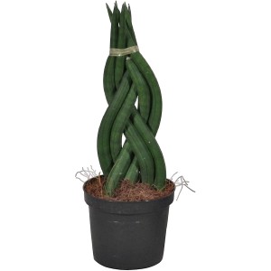 Sansevieria zeylanica 'Fan' in vaso, aspetto intrecciato, succulenta facile da curare.