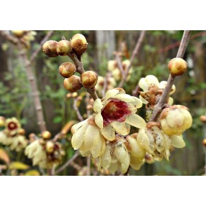 Pianta fiorita t.b.t. con fiori gialli e accenti rossi.