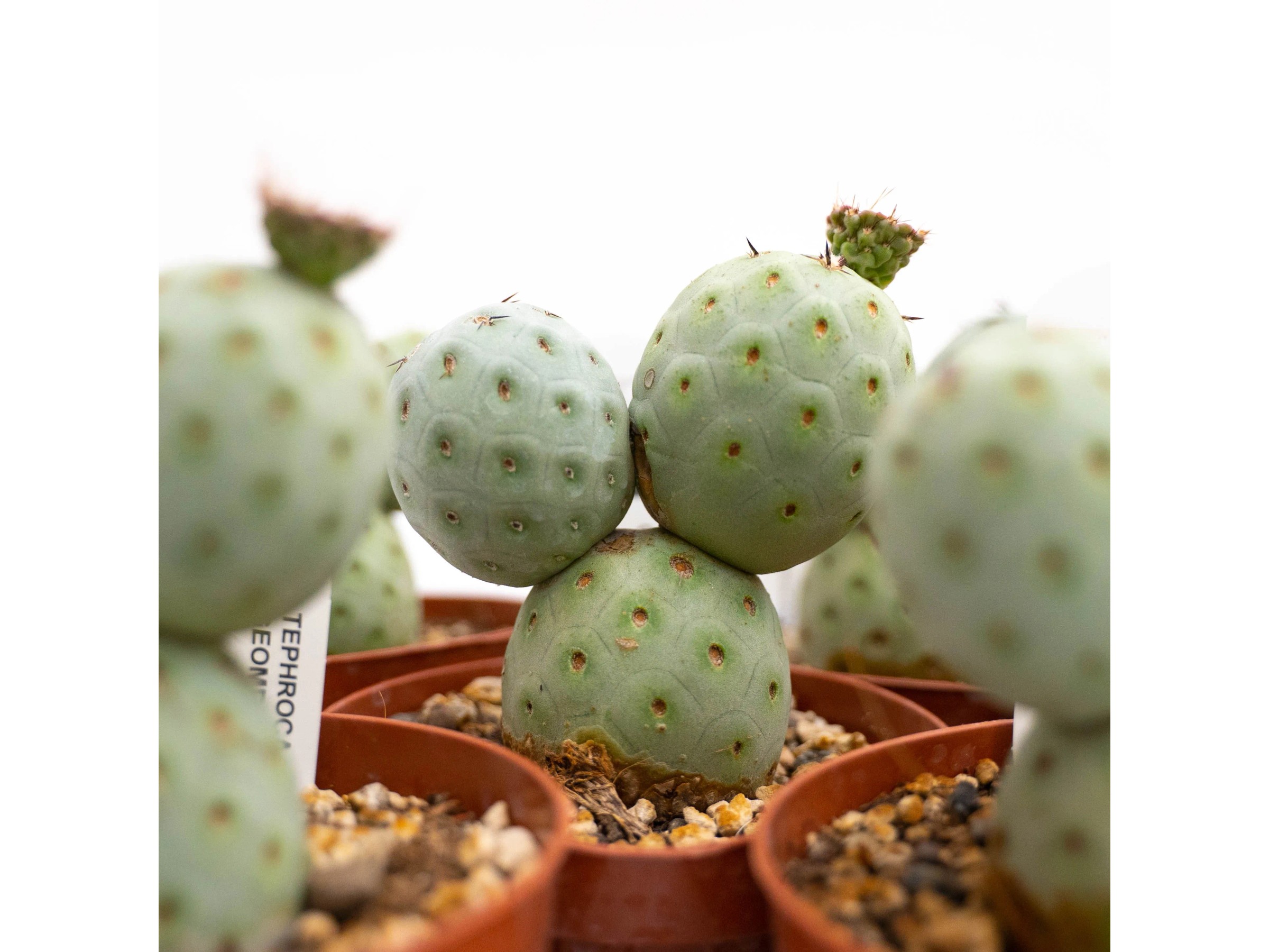 Plant in a Box - Miscela di Mini Cactus - Miscela di 12 Pezzi - Piante di Cactus Vere - Vaso 5,5cm - Altezza 5-10cm