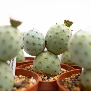 Cactus Tephrocactus globoso verde chiaro in vaso.