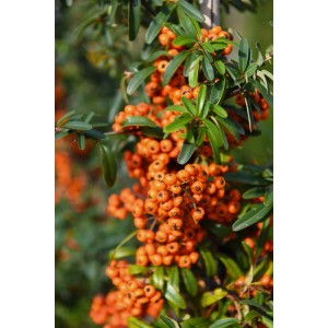 Pianta di siepe di agazzino con bacche arancioni e foglie verdi.
