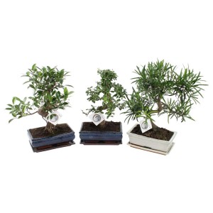 Tre diversi alberi bonsai in vasi decorativi.