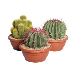 Cactus mix ciotola Ø 25 cm