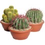 Cactus mix ciotola Ø 25 cm