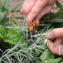 Primo piano: Mani che tagliano erbe aromatiche con piccole cesoie da giardino. Categoria: Attrezzi per il taglio.