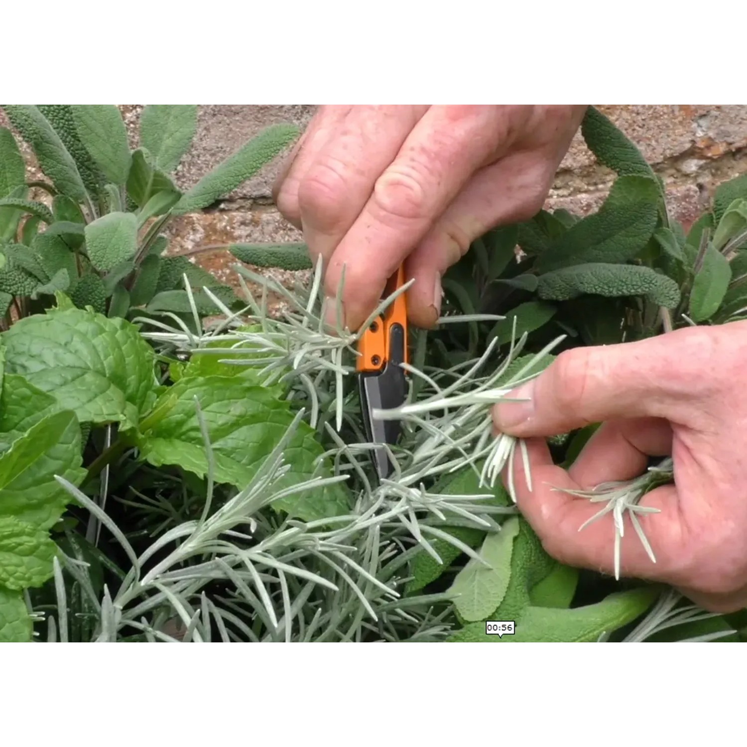 Primo piano: Mani che tagliano erbe aromatiche con piccole cesoie da giardino. Categoria: Attrezzi per il taglio.