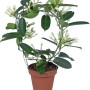 GROW by OBI gelsomino del Madagascar in vaso, boccioli bianchi e foglie verdi su supporto.