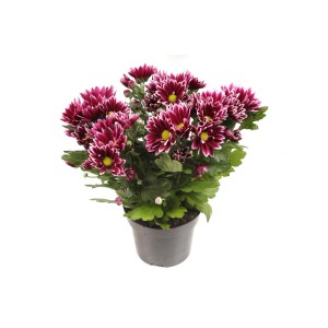 Chrysanthemum 3Ra Ciao Vaso 12 cm