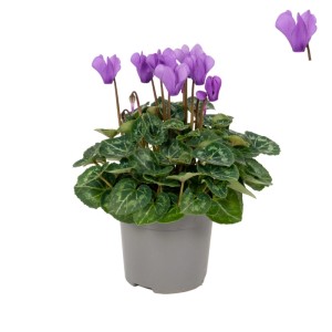 Ciclamino GROW by OBI con fiori viola in vaso, dimensione vaso circa 10,5 cm.