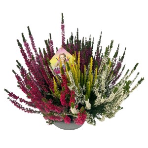 Erica 'Beauty Ladies High Five' in vaso con cinque colori diversi.