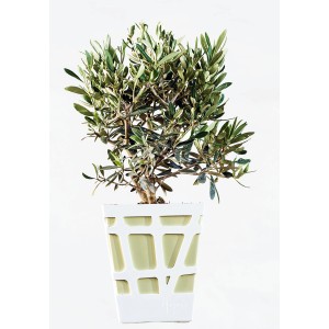 Olivo in vaso bianco per interni. Pianta decorativa da appartamento.