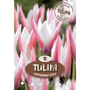 Confezione di tulipano botanico Peppermint Stick, multicolore, resistente, per aiuole e vasi.