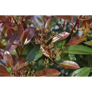Primo piano di una pianta di Photinia con foglie rosse e verdi.