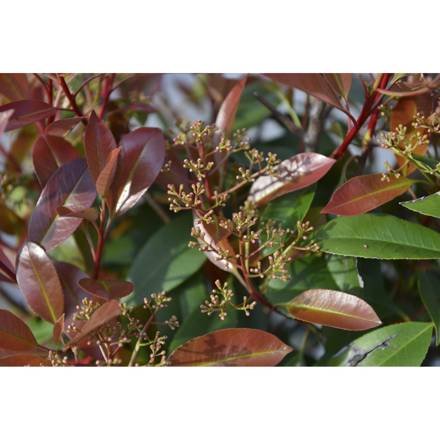 Photinia Serrulata Red Robin 40/60 Cm | OBI