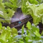 Irrigazione di aiuole con ugello a spruzzo Gardena 180°. Sistema Micro-Drip.