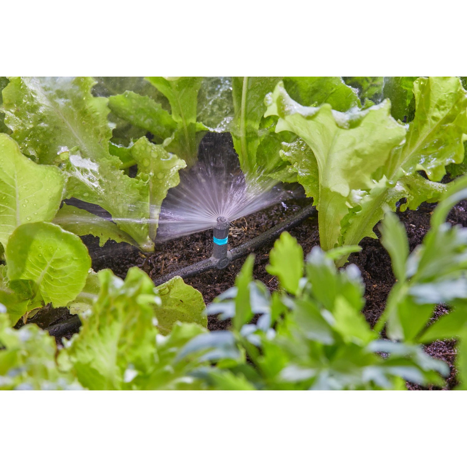 Irrigazione di aiuole con ugello a spruzzo Gardena 180°. Sistema Micro-Drip.