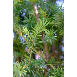 Primo piano di un germoglio verde dell'arbusto t.b.t.