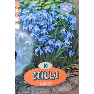 Confezione di Scilla Siberica con fiori blu e foglie verdi.