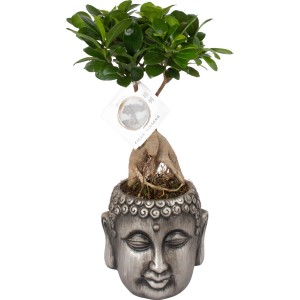 Bonsai da interno Ficus Ginseng in vaso Buddha, diametro vaso circa 14 cm.