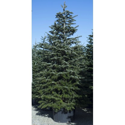 Abies nordmanniana h 250/300 cm