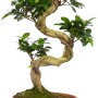 Bonsai Ficus Ginseng in vaso, altezza circa 65-80 cm, con tronco a forma di S e foglie verdi.