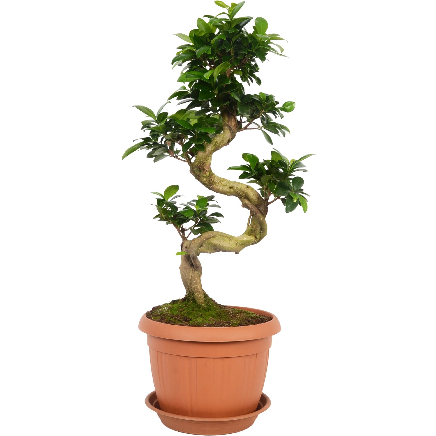 Bonsai Ficus Ginseng in vaso, altezza circa 65-80 cm, con tronco a forma di S e foglie verdi.