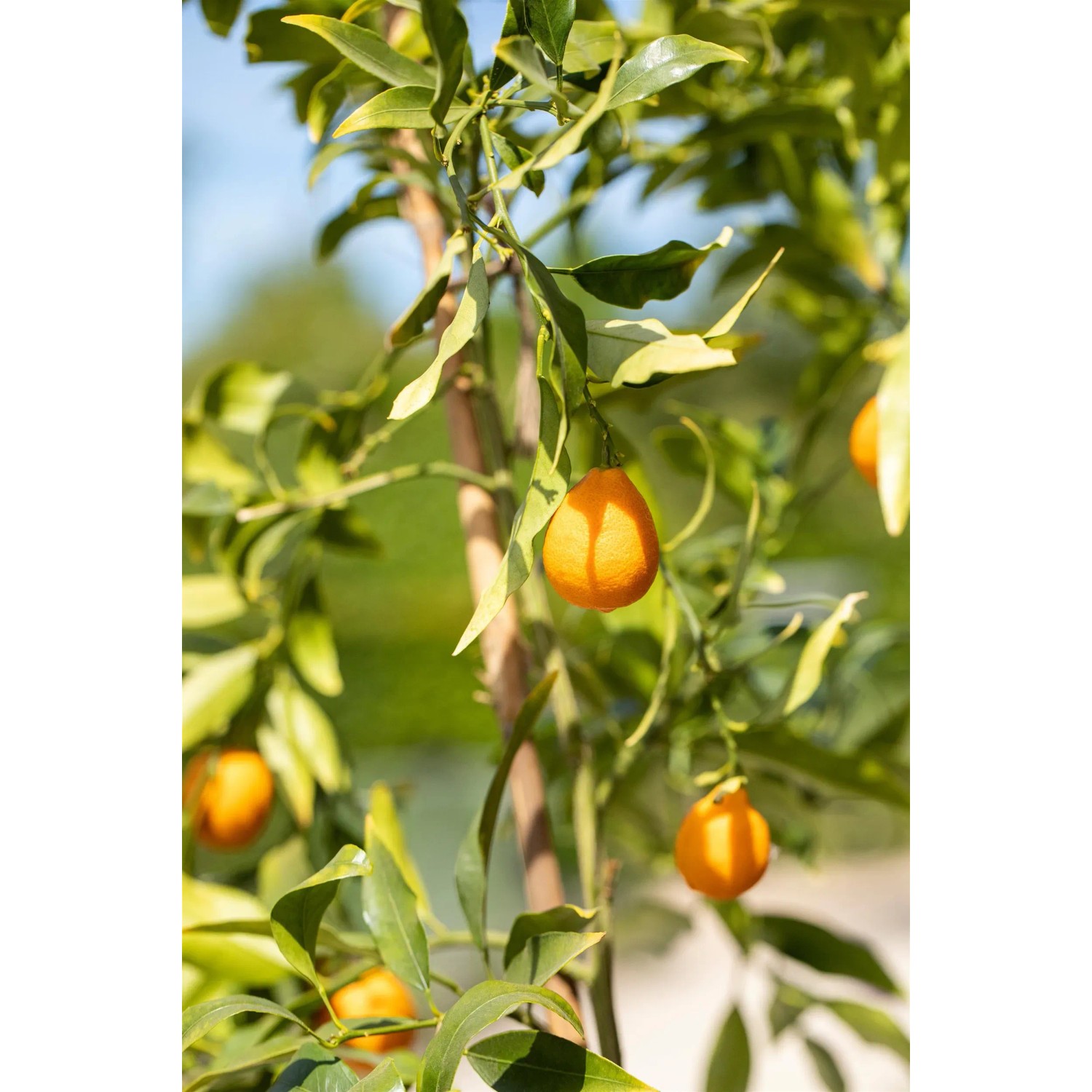 Albero di agrumi con frutti maturi arancioni, fertilizzato con concime per agrumi GROW by OBI.