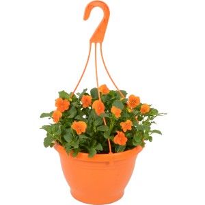 Cesto sospeso con viole cornute arancioni, piantagione primaverile per balcone e terrazza, vaso di circa 23 cm.