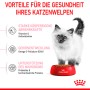 Royal Canin Kitten cibo secco: gattino con cibo in ciotola rossa.