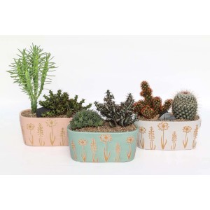 Tre cactus piantati in vasi decorativi. Composizione di piante grasse.