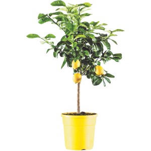 Albero di limone in vaso giallo, un piccolo albero da frutto decorativo per luoghi soleggiati.