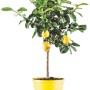 Albero di limone in vaso giallo, un piccolo albero da frutto decorativo per luoghi soleggiati.