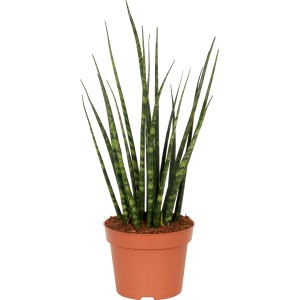 Sansevieria Cylindrica, pianta serpente in vaso, una succulenta facile da curare di GROW by OBI.