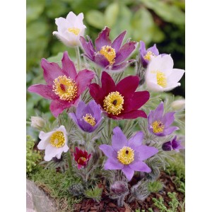 Pulsatilla Pinwheel Trio in vaso con fiori rosa, viola e bianchi.