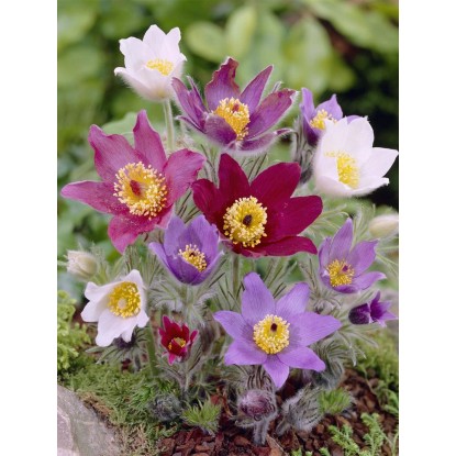 Fiore di Pasqua Pulsatilla vulgaris Pinwheel Trio Mix vaso Ø 13 cm