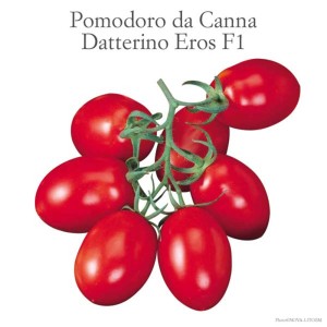 Pomodori rossi Datterino Eros F1, una varietà di Ortaggi da frutto.