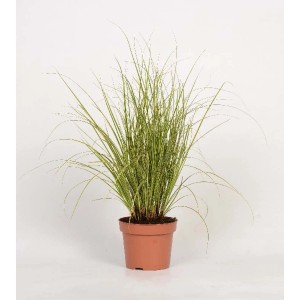 t.b.t. erba ornamentale in vaso, steli verdi con strisce gialle.
