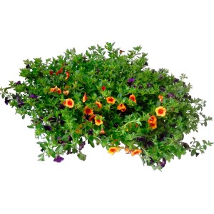 Rigogliosa pianta da balcone t.b.t. con fiori arancioni e viola.