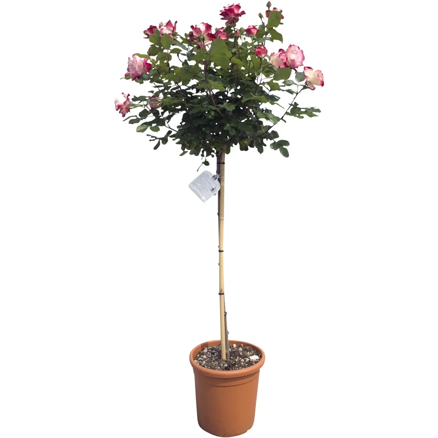 Rosa ad alberello con fiori rosa e bianchi in vaso.