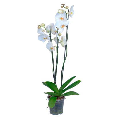 Orchidea Phalaenopsis 3 rami bianca