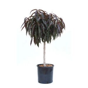 Albero di pesco t.b.t. in vaso con foglie scure.