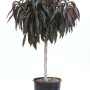 Albero di pesco t.b.t. in vaso con foglie scure.