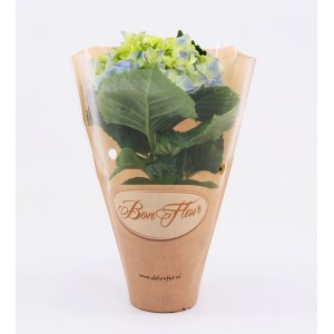 Ortensia da interno in sacchetto regalo, vaso circa 8,5 cm, con fiori blu-verdi.