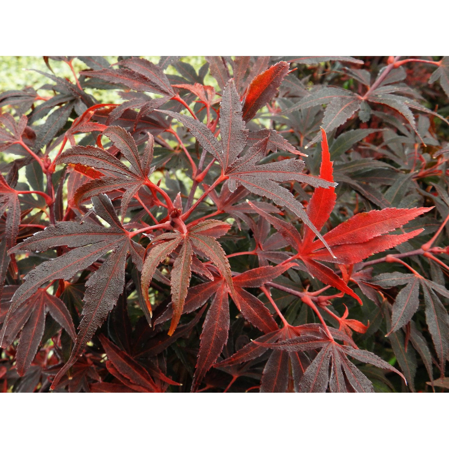Primo piano di Acero con foglie rosso intenso.
