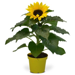 Girasole in vaso giallo, una pianta perenne decorativa aggiuntiva.