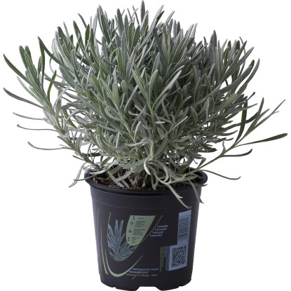 Pianta di Lavanda vaso 14 cm