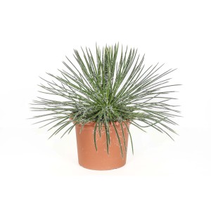 Cactus verde in vaso di terracotta, foglie lunghe e sottili. Pianta decorativa da interno.