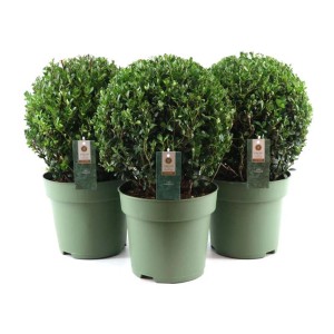 Tre piante verdi di Semprevivo (t.b.t.) in vaso.