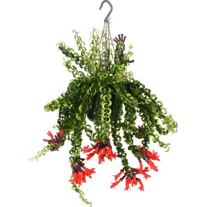 Pianta rossetto Twister pensile con fiori rossi in vaso (circa 15 cm Ø).
